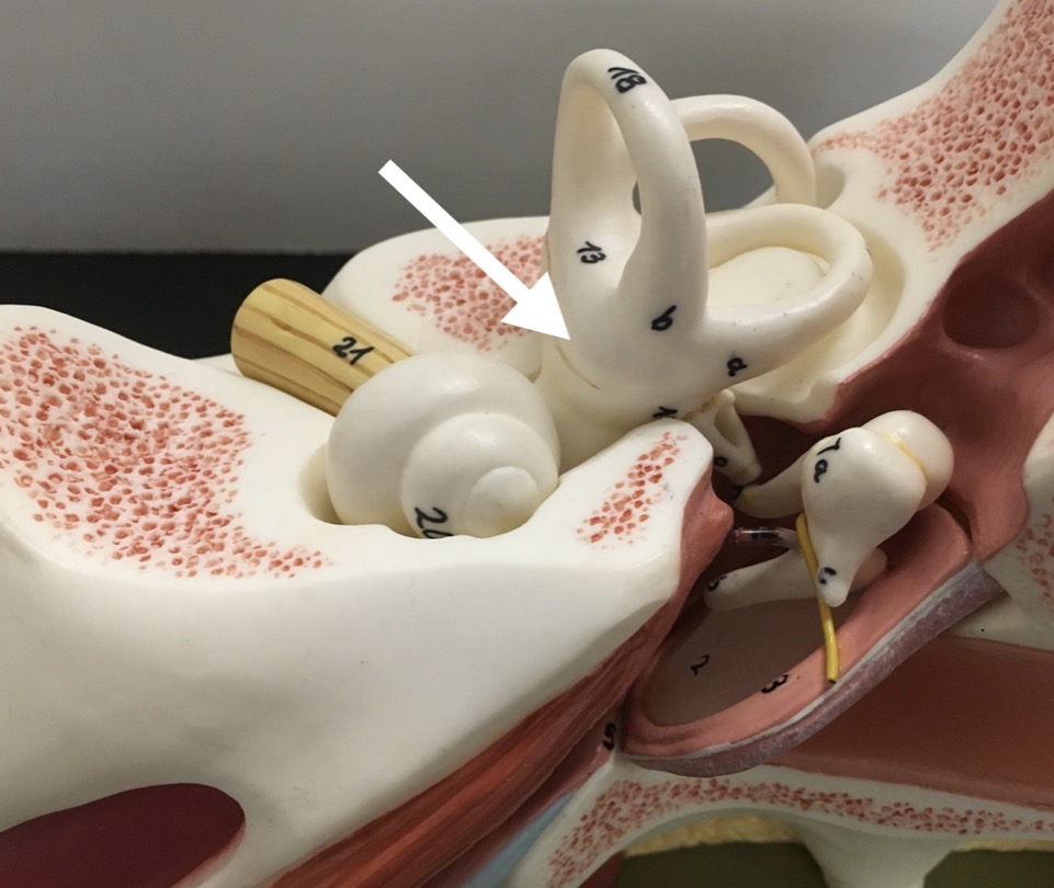 <p><span>name the specific structure at the end of the arrow's point</span></p>