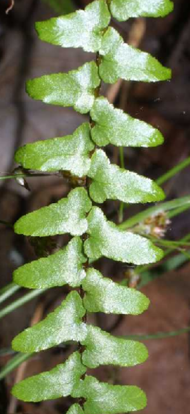 <p>Asplenium platyneuron</p>