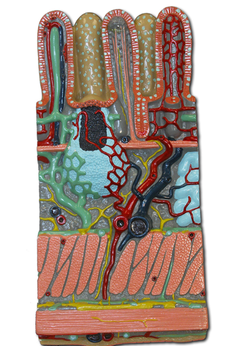 knowt flashcard image