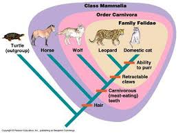 <p>Cladistics</p>