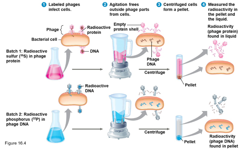 <p>The 1952 Hershey-Chase experiments proved that DNA, not protein, is the genetic material</p><p><mark>proved that DNA, not protein, is the genetic material</mark>. Using bacteriophages (viruses that infect bacteria), they labeled viral DNA with radioactive phosphorus and viral proteins with radioactive sulfur. They found that only the DNA entered the bacterial cell, carrying the instructions to replicate the virus.</p>