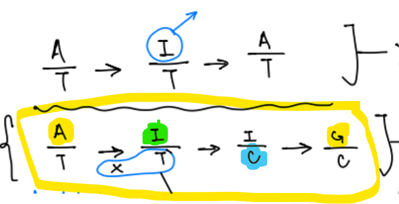 <p>targeted mutagenesis to change A into a nucleotide that does not cause SCD/disease</p><ul><li><p>adenosine deaminase will attach to <span style="color: blue;"><strong><u>Cas9 <mark data-color="blue" style="background-color: blue; color: inherit;">nickase</mark></u></strong></span></p></li><li><p>adenosine deaminase use Cas9 nickase activity to <strong><u>deaminase A → I</u></strong> (inosine)</p></li><li><p>Cas9 nickase <strong><u>cleaves ONE strand of DNA</u></strong> / the <span style="color: red;">unedited </span>strand</p></li><li><p><strong><u>T → C</u></strong><u> via DNA replication or BER</u> (base excision repair), where <span style="color: red;">BER uses the intact edited</span> strand</p><ul><li><p><span style="color: rgb(162, 158, 158);">(DNA repl. is cell divides, DNA pol pairs C to the I)</span></p></li><li><p><span style="color: rgb(162, 158, 158);">(BER is DNA mismatch repaire that adds C opposite to I)</span></p></li></ul></li><li><p>convert <strong><u>I → G</u></strong><u> during DNA replication</u></p></li></ul><p>_</p><p>adenine base editor (ABE) use <u>Cas9 w/ nickase activity</u> b/c it forces the cell to use I (inosine) as template</p><p>adenosine deaminase creates <strong><u>A-to-G</u></strong><u> mutations</u></p><div data-type="horizontalRule"><hr></div><p>note: inosine (I) does NOT pair w/ <u>guanosine</u>, only pairs with <u>A, C, T</u></p><p>…</p><p>bottom pic shows adenosine base editing w/ A-to-G mutations</p><p>(top pic is what the cell would normally do)</p>