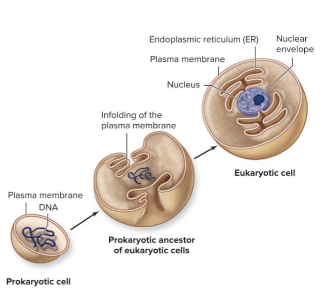 <p><span>Origin of the nucleus</span></p>