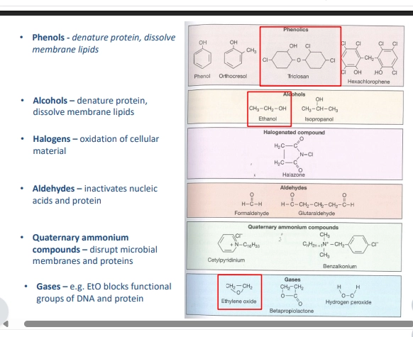 <ul><li><p>killing microbes / inhibiting growth / removing cells - via application of chemical compounds</p></li><li><p>good for easily &amp; readily accessible external surfaces (eg benches)</p></li></ul><p>(common chemicals used)</p><ul><li><p>(alcohols: ethanol &amp; isopropanol) non polar and polar regions, gets into the lipid membranes of microbe cells, and disrupts it => pulls apart => lyses the cell => cell is killed as it cannot do metabolism</p></li><li><p>(phenols) denature proteins &amp; dissolve membrane lipids (as above)</p></li><li><p>(halogens) oxidise cellular materials</p></li><li><p>(gases: EtO) blocks DNA and protein FGs</p></li></ul><p>(antimicrobial agents)</p><ul><li><p>(triclosan) interacts with fatty acid synthesis to kill bacteria. binds and inhibits ENR enzyme</p></li><li><p>used in toothpaste - no health impacts but has potential to affect microbiome &amp; microbes in the wild (readily put back into the environment down the drain) which may incur resistance developing</p></li></ul><p>(antibiotics)</p><ul><li><p>interacts with microbes to stop them from doing somethng</p></li><li><p>CROSSOVER WITH BIOLOGICAL CONTROL</p></li><li><p>compounds produced by microbes themselves, for the purpose of killing other microbes - to reduce competition for space / nutrients</p></li><li><p>various functions of all sorts (eg disrupt lipids, block central dogma, block protein synthesis, cell wall synthesis, DNA, RNA pol) - to be effective they block some process to reduce efficiency of microbial growth (cell function)</p></li><li><p>(anti-antibiotics) some microbes evolved ways of combating antibiotics (eg recgonise &amp; pump out / alter their structure to not be harmful / degrade / excluding from targe)</p></li></ul><p></p>