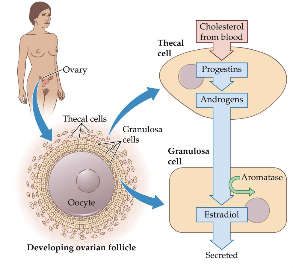 <p>Steroid hormone production within the follicle:</p><ol><li><p>Cholesterol from the bloodstream enters thecal cells.</p></li><li><p>Thecal cells convert cholesterol → progestins → androgens (e.g., testosterone) through enzymatic steps.</p></li><li><p>Testosterone diffuses into nearby granulosa cells.</p></li><li><p>Aromatase in granulosa cells converts testosterone → estradiol.</p></li><li><p>Estradiol is released, supporting follicle growth and egg maturation.</p></li></ol><p></p>