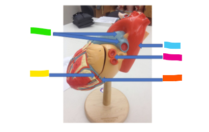 <p>What is the blue arrow?</p>