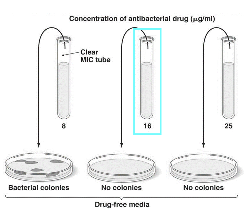 <p>Minimum bactericidal concentration (MBC)</p>