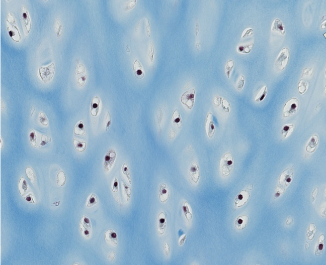 <p><span style="font-family: "Calibri Light";">Which type of CT is this?<br>Be specific.</span></p>