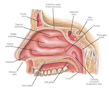 <ul><li><p>Inferior turbinate</p></li><li><p>Middle turbinate</p></li><li><p>Superior turbinate</p></li><li><p>Choana</p></li><li><p>Pharyngeal tonsil</p></li><li><p>Uvula</p></li><li><p>Soft palate</p></li><li><p>Hard palate</p></li></ul><p></p>