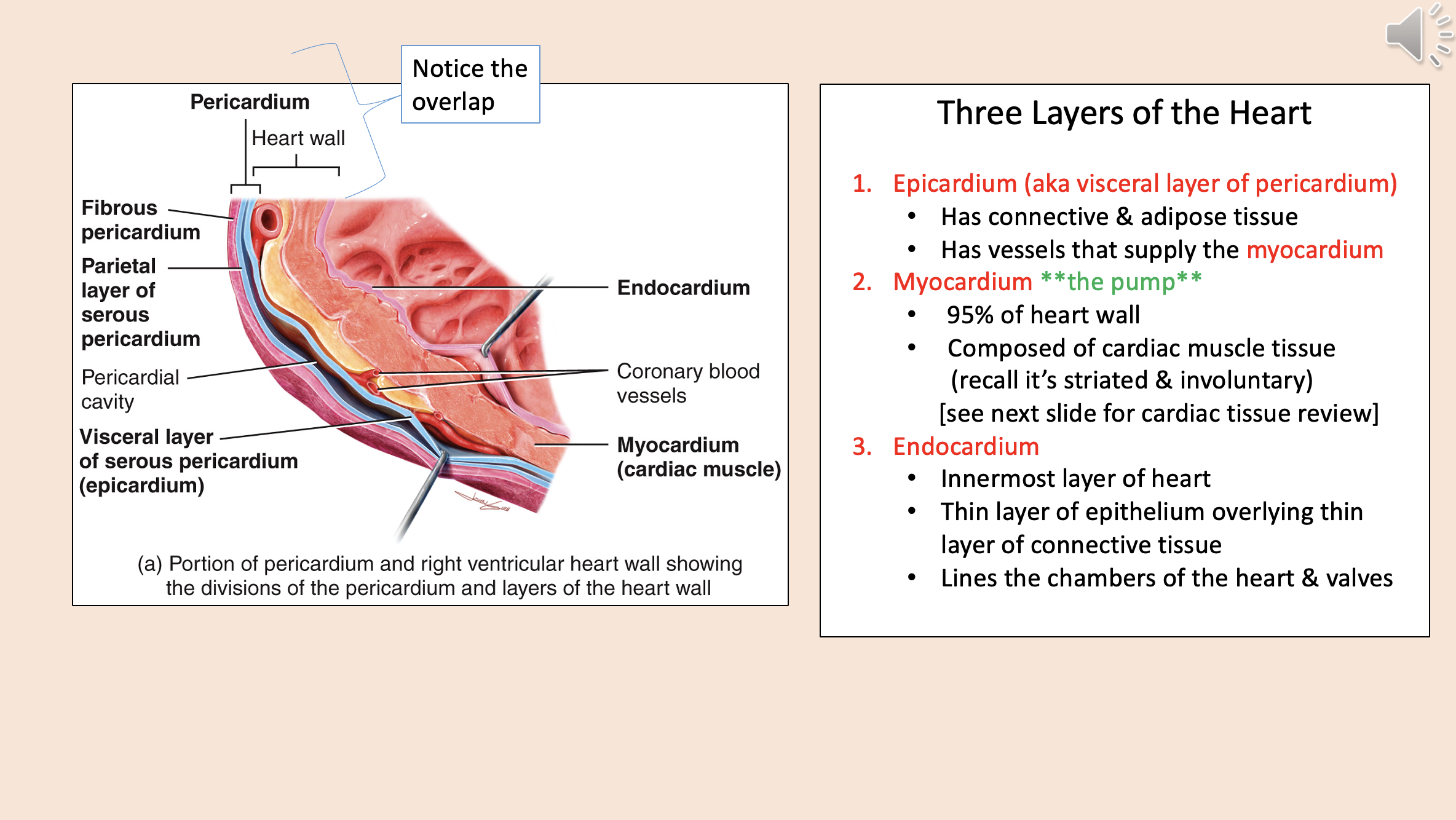 <p><span style="color: rgb(255, 0, 0);">endocardium</span></p>