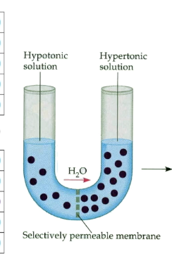 <p>what will the result be (note the barrier is semi permeable to water)</p><p>what will happen to the volume of water on each side and why </p>