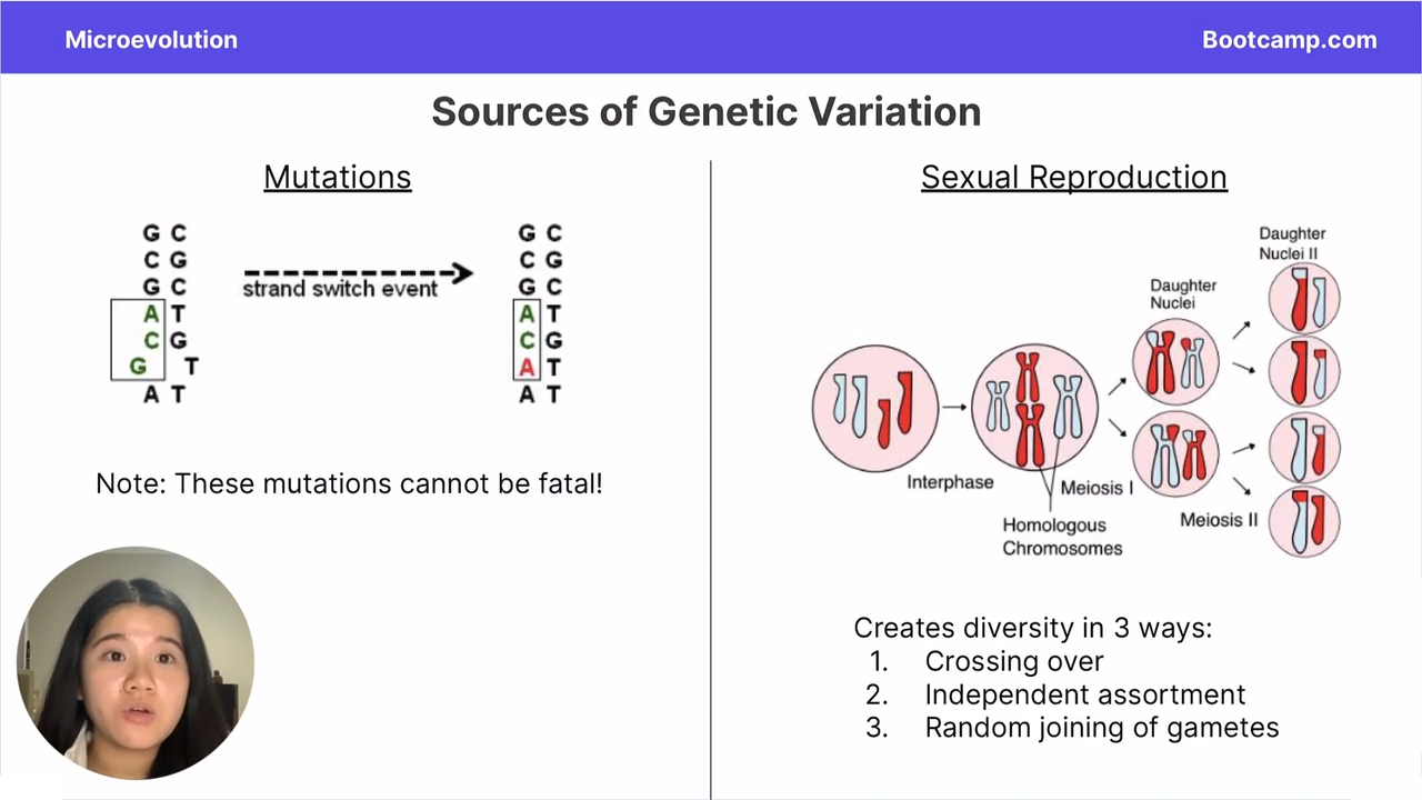 <p>crossing over, independent assortment, random joining of gametes</p>