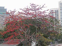<p>Spectacular tropical deciduous tree native to Southeast Asia and the Philippines; conservation status: not endangered. Most easily identified by its large bright red to orange-red flowers that appear before leaf flush and its thick, straight trunk often lined with conical spines, making it highly distinctive even at a distance.</p><p>A very large deciduous tree typically growing 20–40 meters tall with a broad spreading crown about 10–20 meters wide. Trunk is massive, often 1–3 meters in diameter, with gray bark and prominent conical prickles especially in younger trees. It develops a strong deep taproot with extensive lateral roots for stability. Branching begins high above human height, forming a broad, open canopy. Leaves are large, palmately compound with 5–7 lanceolate leaflets, each 10–20 cm long, smooth-margined, with pinnate venation. Flowers are large (8–12 cm), bright red to orange-red, appearing on bare branches before leaf emergence. Fruits are large, woody capsules that split open to release numerous seeds surrounded by cotton-like fibers dispersed by wind.</p><p>Widely used as an ornamental and avenue tree for its dramatic flowering display and also planted in large parks and open landscapes; fibers from seed pods are sometimes used as kapok-like stuffing material. No significant toxicity reported. In landscape applications, it is best suited for very large open spaces such as parks, boulevards, and institutional grounds where its massive size and seasonal leaf drop can be accommodated; not suitable for confined urban streets or small gardens due to its scale and aggressive seasonal litter.</p>