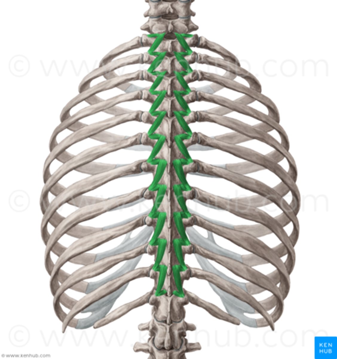 <p>posterior rami of spinal nerves</p>