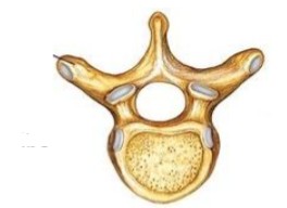 <p>What type of vertebrae is this</p>