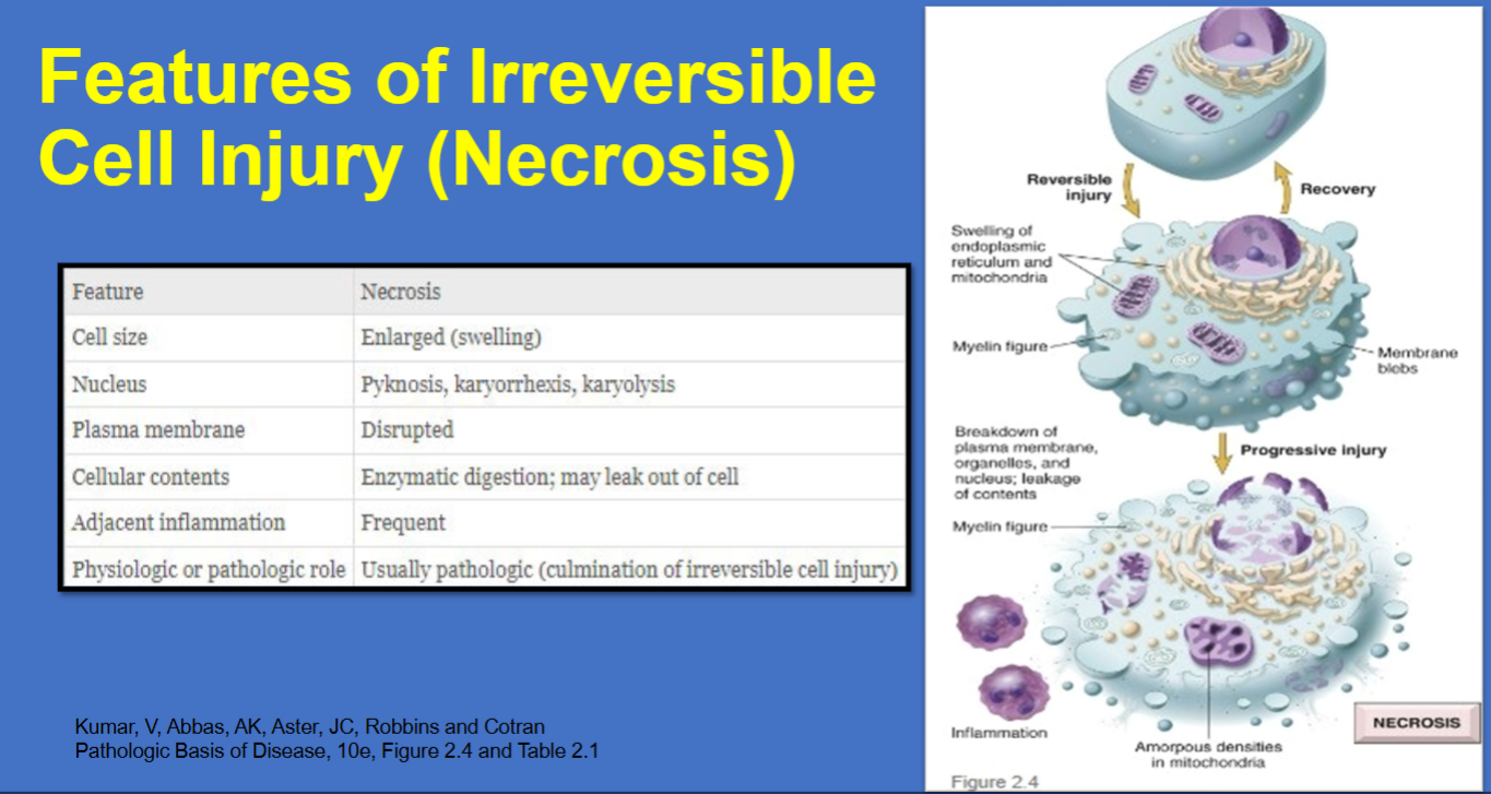 <p><span style="background-color: transparent; font-family: "Times New Roman", serif;"><strong>Threshold (The "Point of No Return"):</strong> Irreversibility is consistently characterized by two phenomena: the <strong>inability to reverse mitochondrial dysfunction</strong> (lack of oxidative phosphorylation and ATP generation) and <strong>profound disturbances in membrane function</strong></span></p>