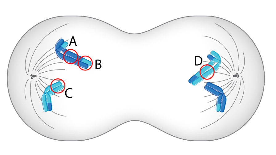 <p><span>Which circle is likely to contain both paternal and maternal gene variants (alleles)?</span></p>
