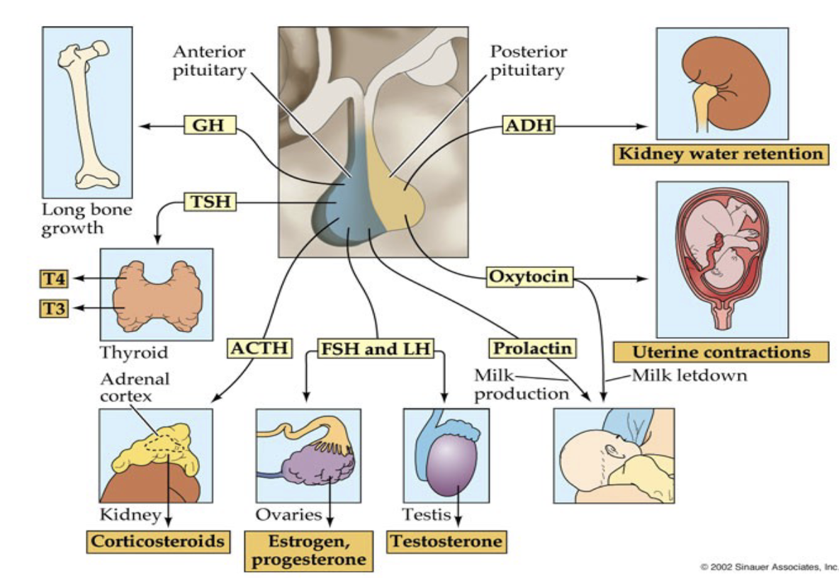 <p>Pituitary gland = two parts</p><ul><li><p>Anterior pituitary (front)</p></li><li><p>Posterior pituitary (back)</p></li><li><p>Both release peptide hormones</p></li><li><p>Function differently in regulation and signaling</p></li></ul><p></p>