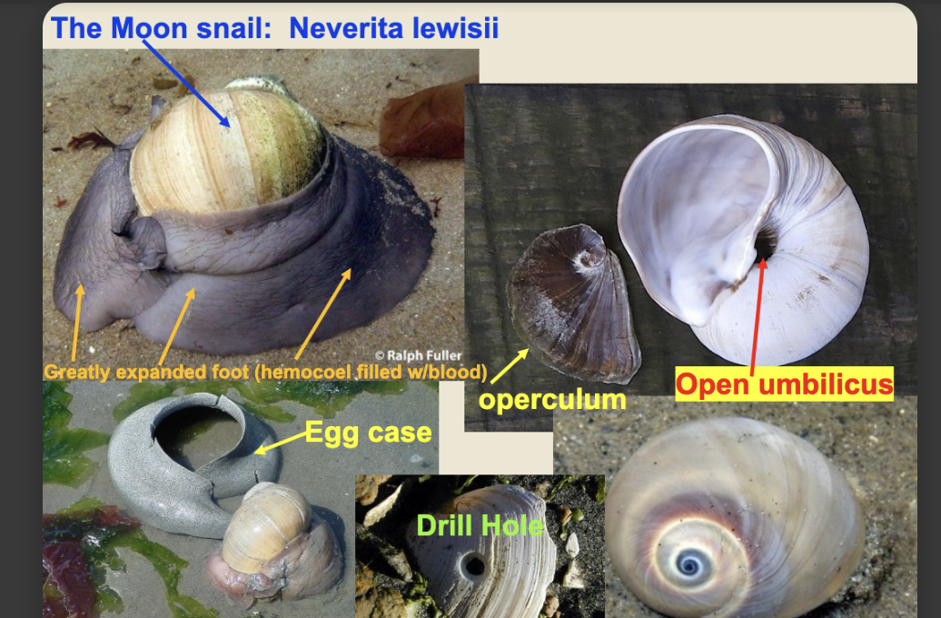 <p>open umbillicus (curls outward leaving gap or hole between body whorls (shell) and columella(what it curls around)) </p><p>-lays egg cases </p><p>-foot attaches to sediment </p><p>-0siphon is for smell not prey much bc they have small siphons </p>