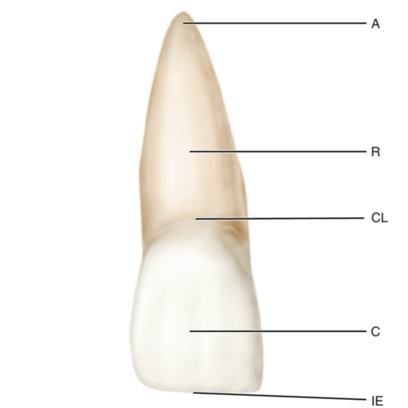 <p>Apex</p>