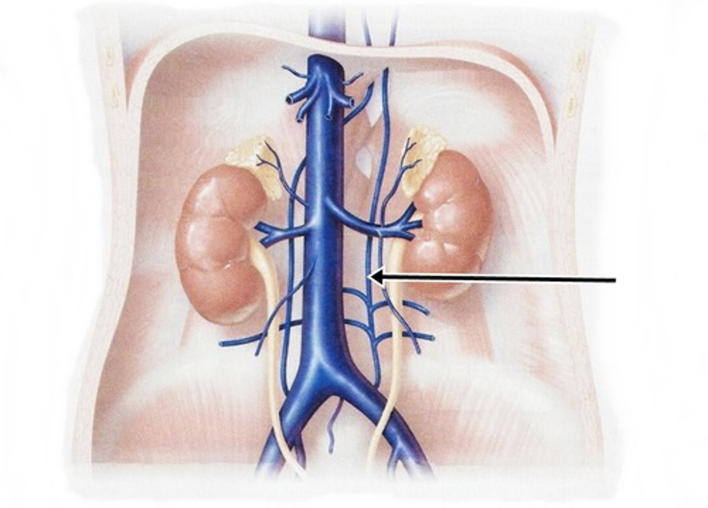 <p>what does the lumbar vein of the IVC drain?</p>