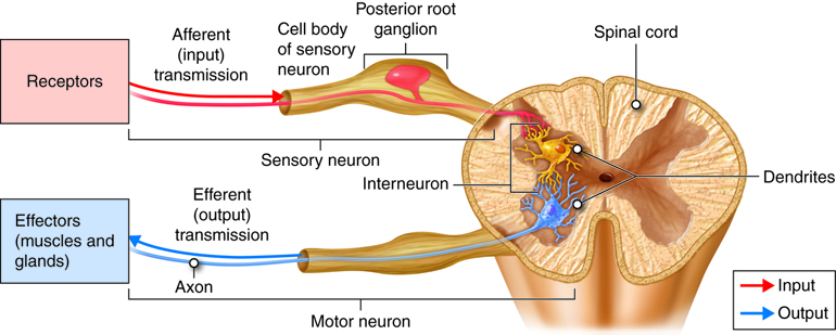 <p><strong>Sensory/Input </strong><span style="background-color: transparent;">(Receive) → <strong>Interneurons </strong>(Process) → <strong>Motor neurons</strong>(Send command)</span></p>