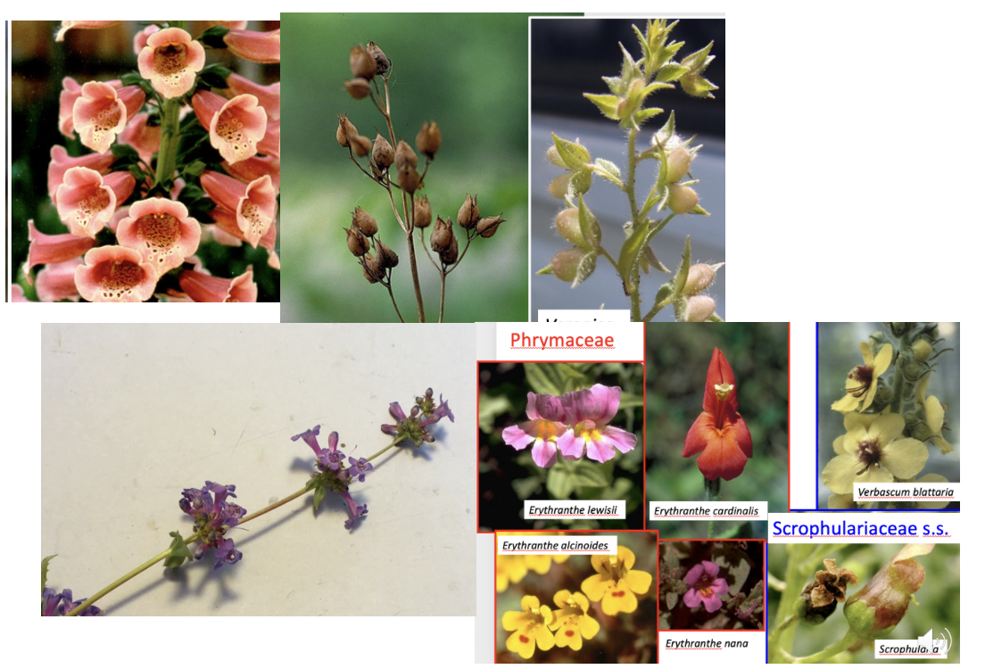 <p>Plantaginaceae</p>