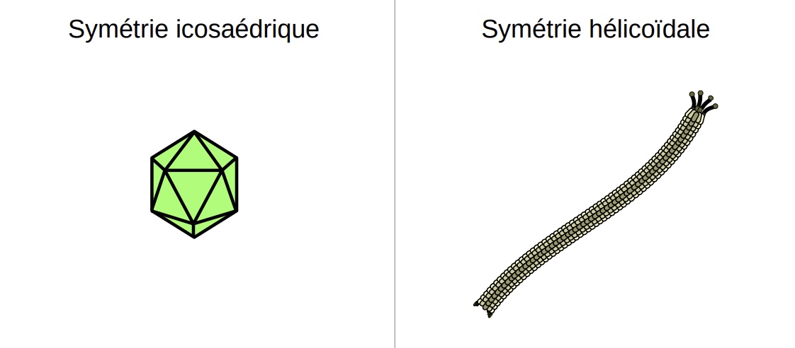 <p>Cette différenciation repose sur les différentes formes de capside, ils peuvent avoir :</p><ul><li><p>Une forme de tube ← virus à capside hélicoïdale (ex: les rhabdovirus (virus de la rage) ou le phage M13</p></li><li><p>Des formes de polyèdre ← forme la plus connue, virus à capside icosaédrique (ex: adénovirus (virus de rhume) ou les herpès virus </p></li></ul><p></p>