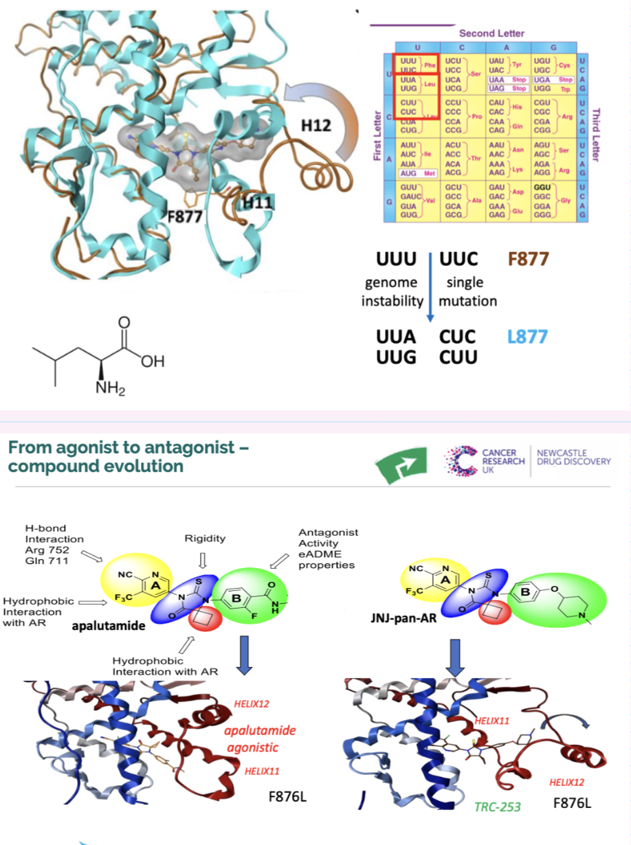<p>converts antagonist to agonist</p><p><span style="background-color: inherit; line-height: 22px; color: windowtext;">Active drug cant fold over and allow the helices to fold in on it</span><span style="line-height: 22px; color: windowtext;"> </span></p><ul><li><p class="Paragraph SCXO240949056 BCX0" style="text-align: left;"><span style="background-color: inherit; line-height: 22px; color: windowtext;">In mutated drug, folding can occur, folds in on itself, may lead to promoted signalling from AR</span><span style="line-height: 22px; color: windowtext;"> </span></p></li></ul><p></p>