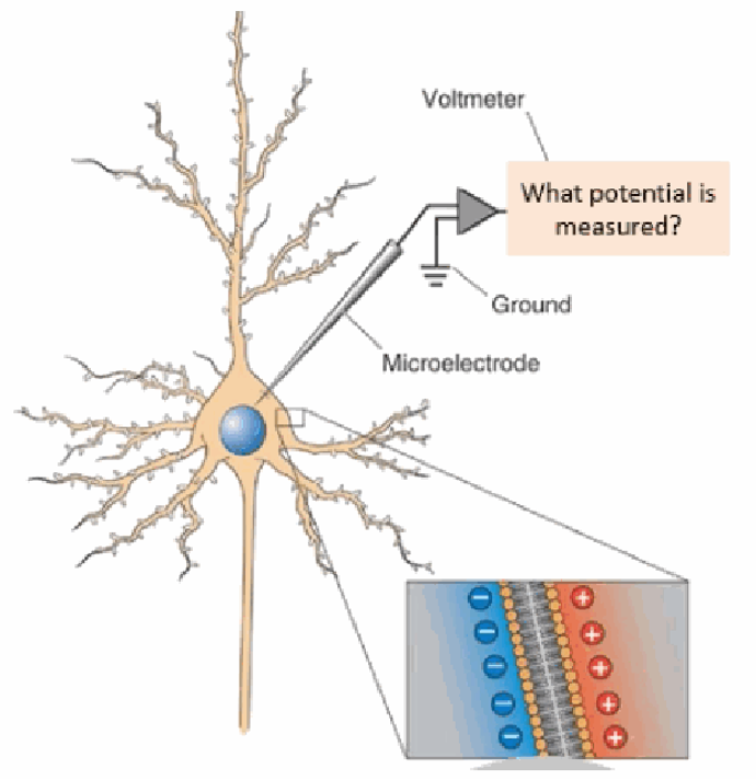 <p>By inserting a fine microelectrode into the cell and connecting it to a voltmeter, referenced against a ground electrode placed outside the cell.</p>