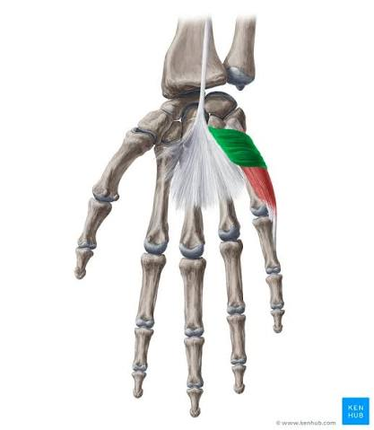 <p>small superficial muscle over hypothenar eminence</p><ul><li><p>origin</p><ul><li><p>flexor retinaculum &amp; palmar aponeurosis</p></li></ul></li><li><p>insertion</p><ul><li><p>skin on medial border of palm of hand</p></li></ul></li><li><p>innervation</p><ul><li><p>superficial branch of ulnar nerve</p></li></ul></li><li><p>action</p><ul><li><p>corrugates skin of hypothenar eminence to improve grip of palm</p></li></ul></li></ul><p></p>