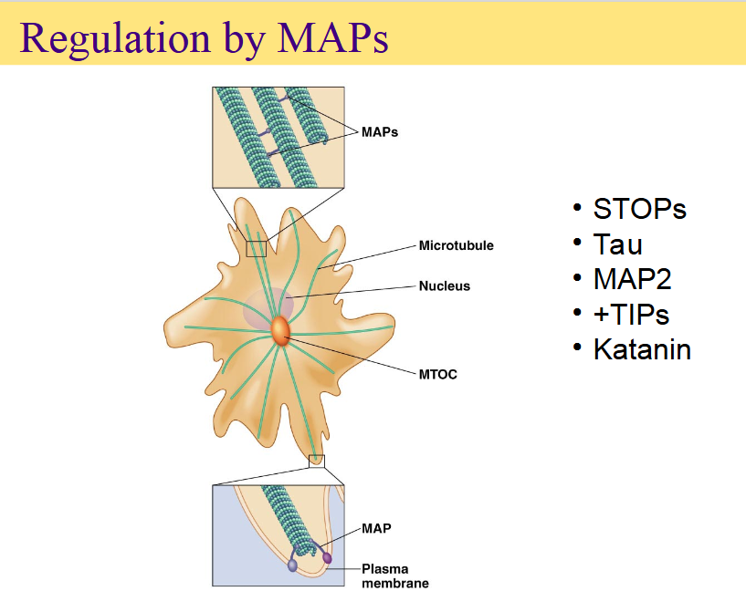 <p>stable tubule only polypeptides</p><p>tau protein: have a bundle of microtubules</p><p></p><p><span>The </span><strong>main takeaway</strong> of this slide is that <strong>Microtubule-Associated Proteins (MAPs)</strong> are crucial regulators that control the structure, stability, and positioning of microtubules in a cell.</p><p>While microtubules can assemble on their own, the cell relies on MAPs to bundle them together, anchor them to membranes, or cut them when needed.</p><p>Key Visual Elements</p><ul><li><p><span><strong>Top Inset:</strong> Shows MAPs acting like physical cross-links or bridges that <strong>bundle and space</strong> parallel microtubules together.</span></p></li><li><p><span><strong>Bottom Inset:</strong> Shows a MAP capping and anchoring the dynamic end of a microtubule to the <strong>plasma membrane</strong>, helping to shape or anchor the cell's skeleton.</span></p></li><li><p><span><strong>Central Cell:</strong> Shows microtubules (green lines) radiating out from the <strong>MTOC</strong> (Microtubule Organizing Center) near the nucleus to fill the cell cytoplasm.</span></p></li></ul><p>Specific MAPs Listed</p><ul><li><p><span><strong>STOPs (Stable Tubule-Only Proteins):</strong> Proteins that protect microtubules from cold-induced or chemical disassembly, keeping them highly stable.</span></p></li><li><p><span><strong>Tau &amp; MAP2:</strong> Structural MAPs that stabilize microtubules and determine their spacing. <strong>Tau</strong> is heavily found in neuronal axons, while <strong>MAP2</strong> is found in neuronal dendrites.</span></p></li><li><p><span><strong>+TIPs (Plus-end Tracking Proteins):</strong> Specialized MAPs that bind specifically to the growing (+) ends of microtubules, regulating their growth dynamics and helping them find and attach to specific targets like the plasma membrane.</span></p></li><li><p><span><strong>Katanin:</strong> A microtubule-severing protein (named after the Japanese samurai sword, <em>katana</em>). It cuts microtubules into shorter fragments, which can stimulate rapid disassembly or create new templates for microtubule growth.</span></p></li></ul><p></p>