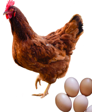<ul><li><p>Dual-purpose </p></li><li><p>200-300 egg per year, 3kg live weigh at 18-20 weeks</p></li><li><p>USA</p></li><li><p>Deep red plumage, hardy, good layer</p></li></ul><p></p>