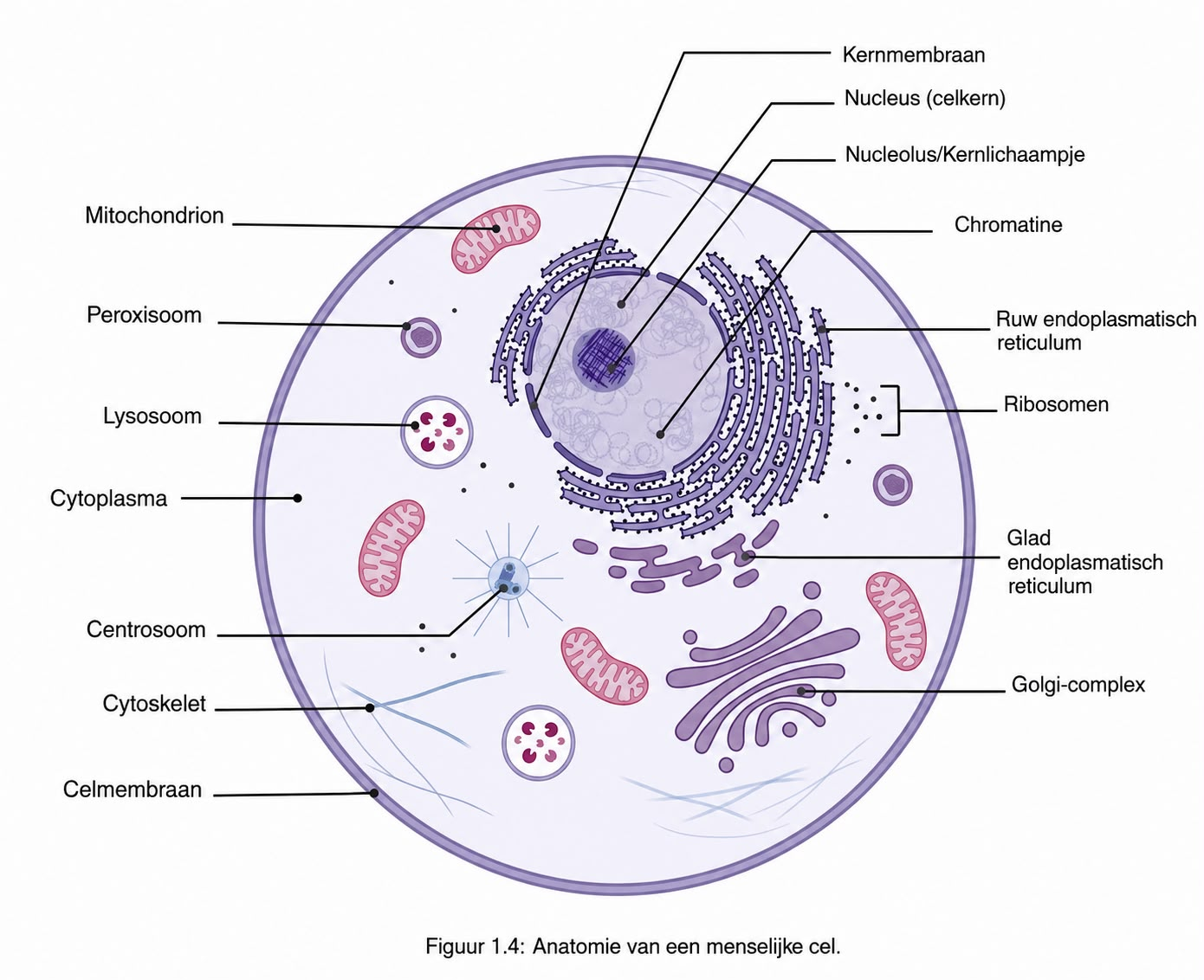 <p>cytoskelet</p>