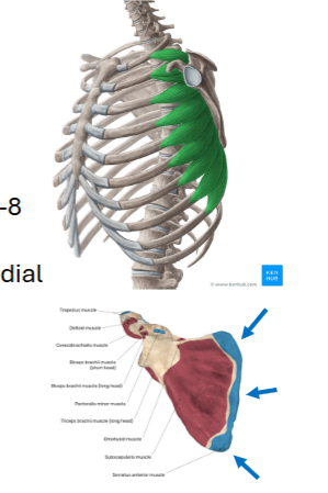 <p>Serratus Anterior</p>