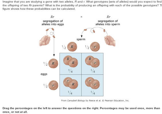 <p><strong>Parents </strong></p><ol><li><p>According ot Mendels Law of segregation, what is the probability that a gamete (egg or sperm from an Rr parent carries an R allele?</p></li></ol><p></p>
