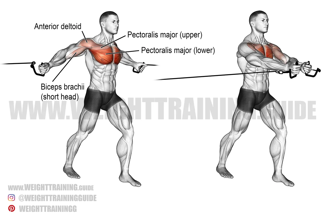 <p>Chest</p>
