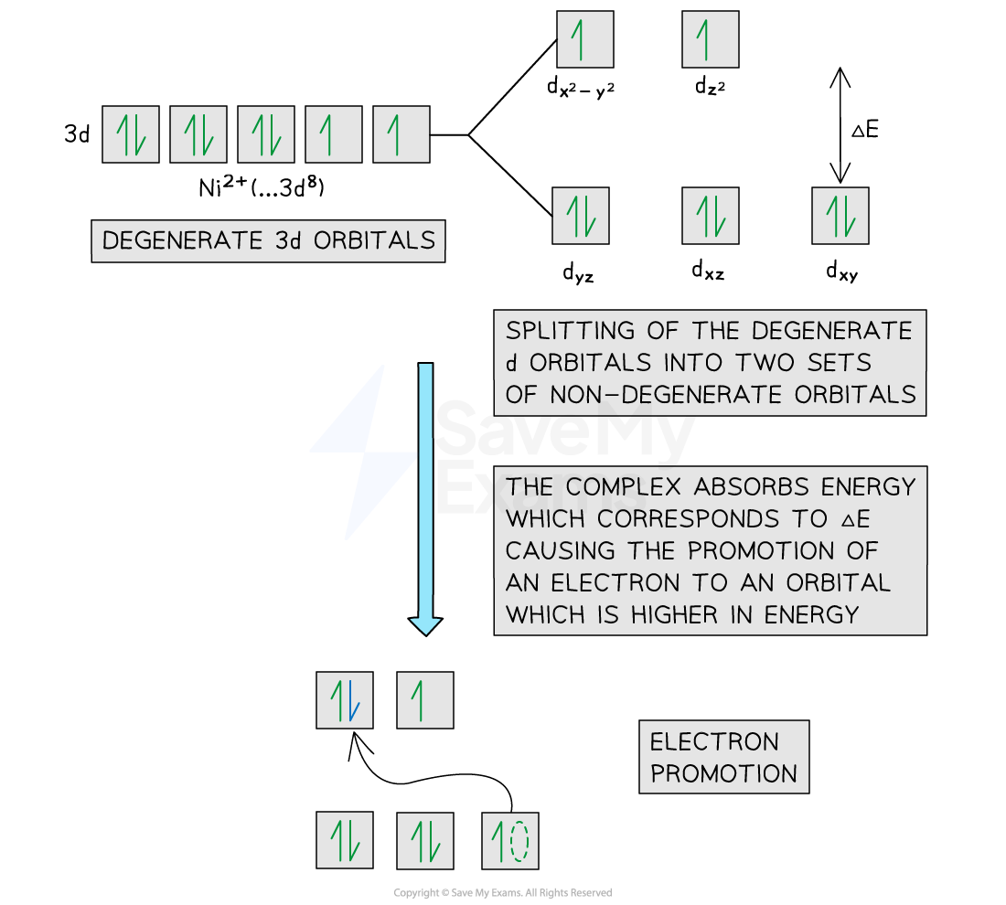 <ul><li><p>When a transition metal is bonded to ligands, the d-orbitals split</p></li><li><p>When visible light is shone on the transition metal, the electrons are excited and an electron moves to a d-orbital higher in energy- this is called a transition</p></li><li><p>The light energy absorbed to excite the electron corresponds to certain parts of the visible electromagnetic spectrum</p><ul><li><p>Visible light includes red, orange, yellow, green, blue, indigo and violet light with the red end being lower in energy and having longer wavelengths and the blue end being greater in energy and shorter wavelengths</p></li></ul></li><li><p>If the change in energy is small, then lower energy wavelengths of light are absorbed (red, orange, yellow) and so shorter wavelength, high energy visible light is emitted (blue, indigo, violet) meaning that the compound will appear to be blue (for example</p><ul><li><p>This is the inverse for transition energy changes that are larger</p></li></ul></li></ul><p></p>
