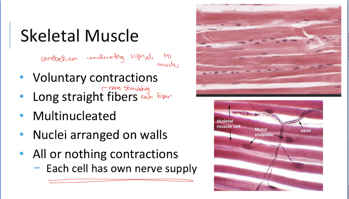 <p><span>Each skeletal muscle fiber has its own nerve supply</span></p>