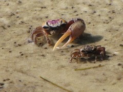 <p>What is the scientific name of the Sand Fiddler Crab</p>