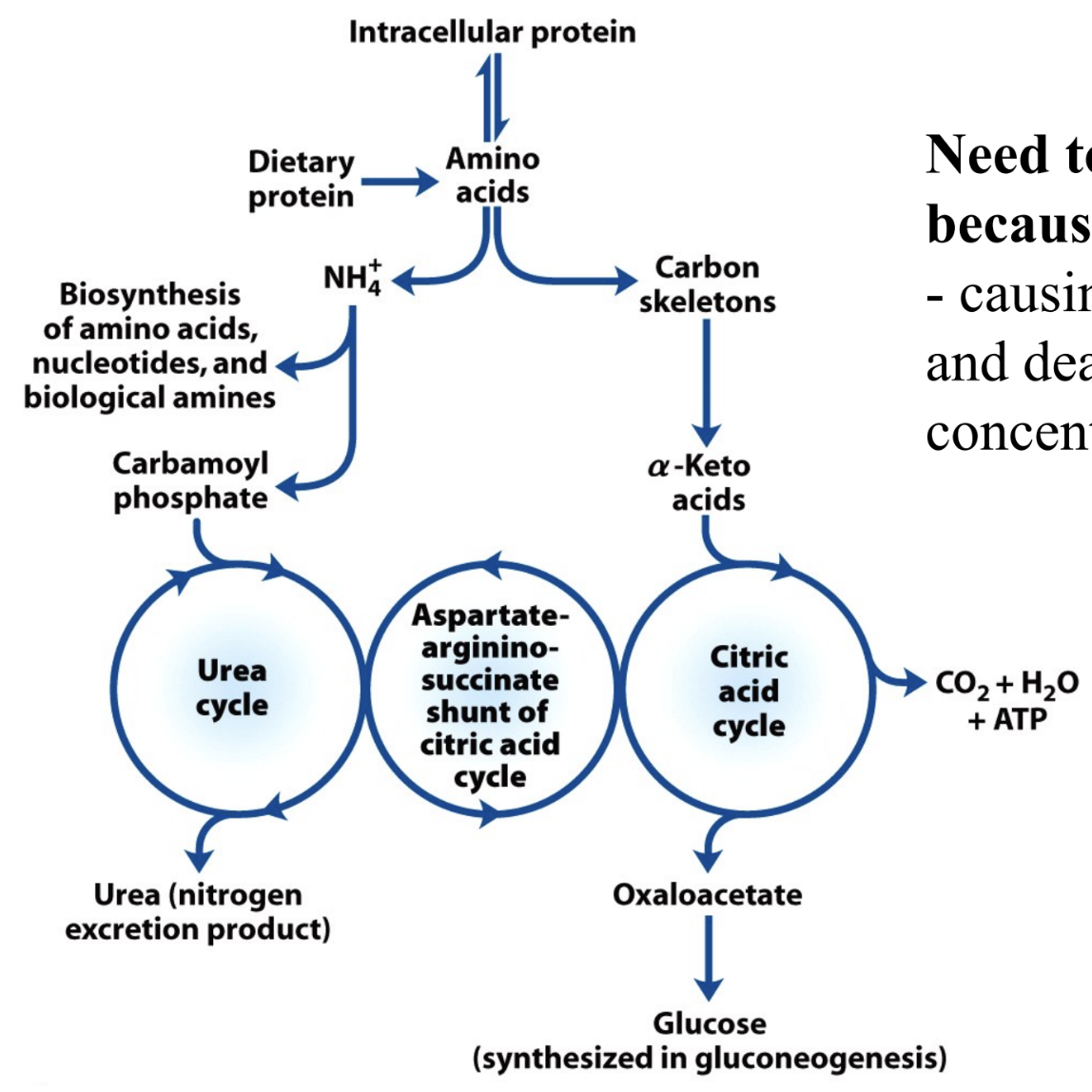 What are the two fates of amino acid catabolism?