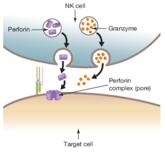 <p>Natural Killer Cell - Processes</p>