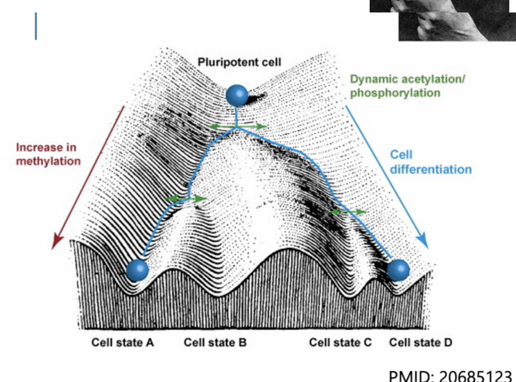 <p><span style="font-size: medium;">Waddington’s model describing how cells become </span><strong>increasingly specialized</strong><span style="font-size: medium;"> during development.</span></p><p>They have the same DNA but <strong>express different sets of genes</strong>, producing different cell types.</p><p><strong>Chemical modifications of DNA</strong><span style="font-size: medium;"> are molecular mechanisms underlying Waddington’s epigenetic hypothesis.</span></p>