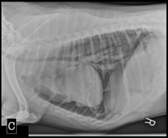 <p>Identify the opacity in the pleural space:</p><p>a. normal</p><p>b. air</p><p>c. soft tissue</p>