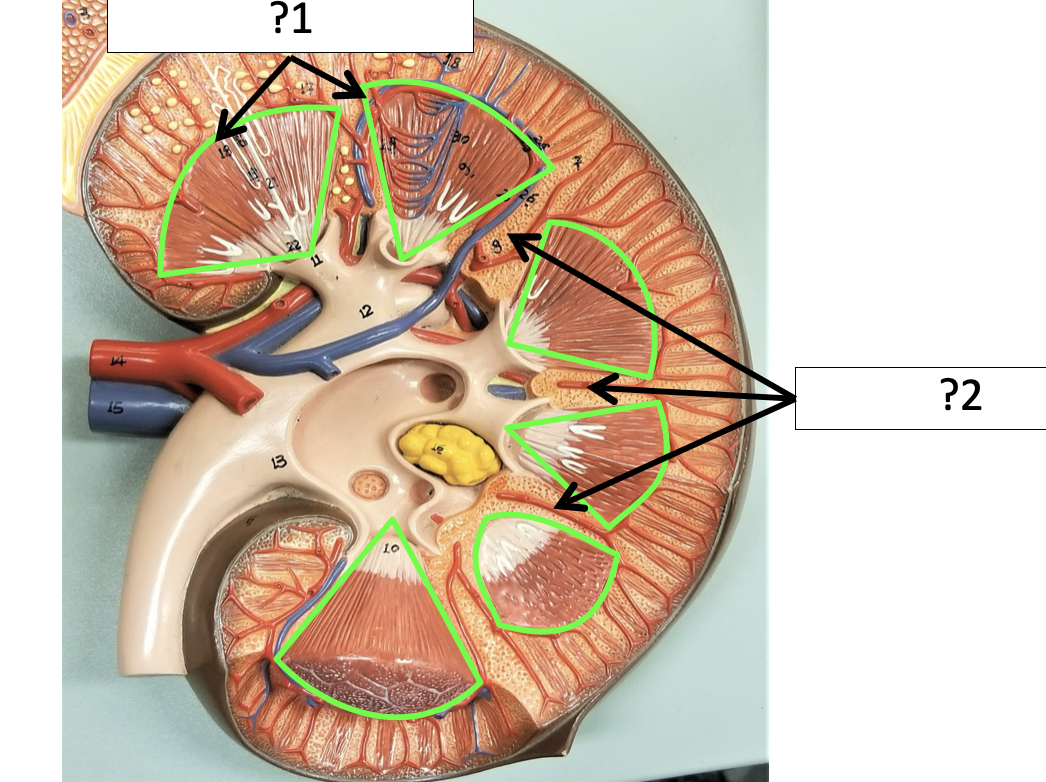 <p>2 Name the structure?</p>