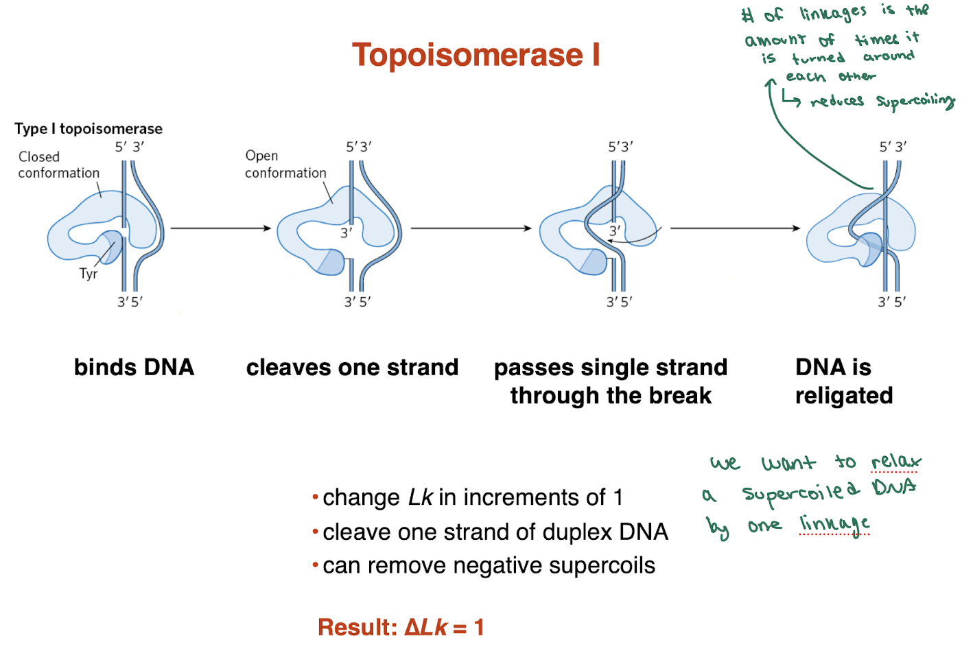 <ul><li><p><strong>Binds DNA</strong></p></li><li><p><strong>Cleaves one strand</strong> (via Tyr residue)</p></li><li><p><strong>Passes the uncut strand through the break</strong></p></li><li><p><strong>Religates DNA</strong><br>→ Relieves supercoiling without fully breaking the helix</p></li></ul><p></p><p></p>