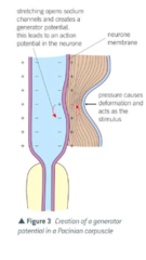 <p>1) Increased pressure deforms stretch-mediated sodium ion channels in the membrane, causing them to open</p><p>2) Na+ diffuse into sensory neurone through the channels by facilitated diffusion</p><p>3) end of sensory neurone becomes depolarised - potential difference between end and rest of neurone creates generator potential</p>