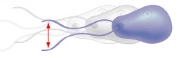 <p>2nd Type of Protist Common Locomotion</p>