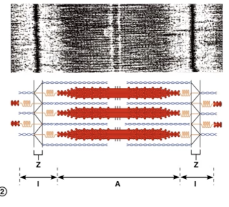 <ul><li><p>z discs in this image are closer together</p></li><li><p>Z discs move towards the center by the thin filaments are sliding over the thick filaments and the thin filaments are attached to the Z discs</p></li><li><p>if the thin filaments are sliding past the thick filaments, the distance between the z discs will decrease<br>   - as contraction continues, the distance between the z discs get even shorter</p></li></ul><p></p>