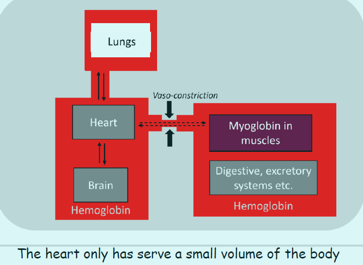 <p>He held animals under, noted:</p><ul><li><p>“Diving Response” consisted of 3 key physiological reflexes</p><ul><li><p>apnea - cessation of breathing</p></li><li><p>bradycardia - slow heart rate</p></li><li><p>peripheral vasoconstriction - narrowing of blood vessels in  extremities</p></li></ul></li><li><p>Conclusion: during a dive, the animal turns itself into a heart-lung-brain machine</p></li></ul><p></p>